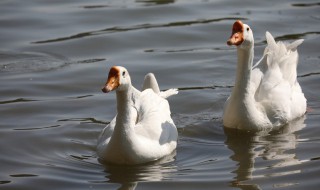 如何做啤酒烧鹅好吃 如何做啤酒烧鹅好吃视频