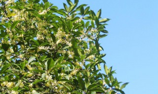 桂花树的介绍和特点（桂花树的介绍和特点作文）