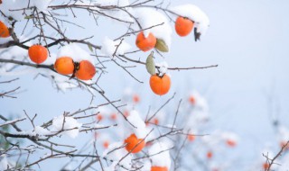 冬天的寓意和象征 冬天的寓意和象征英语