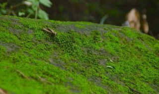 青苔是生物吗 青苔是生物吗请说明原因