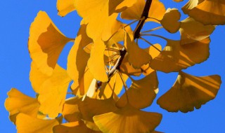 描写银杏树的句子 描写银杏树的句子和段落