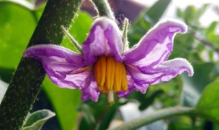 茄子花的功效与作用 茄子花的功效与作用有哪些