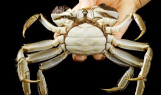 买的螃蟹怎么存放不死 买的螃蟹怎么保鲜