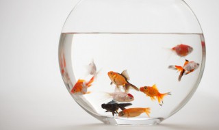 金鱼寓意着什么意思（金鱼寓意着什么意思发朋友圈）