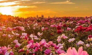 春雨贵如油什么意思 春雨贵如油含义