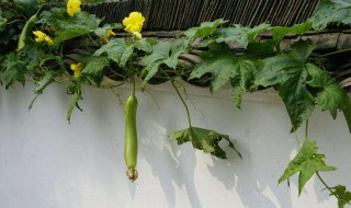 丝瓜藤和肉豆须立意 丝瓜藤,肉豆须,分不清作文立意