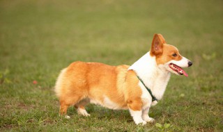 柯基犬好养吗 柯基犬好养吗?