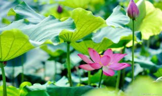 形容夏天的句子 形容夏天的句子简短