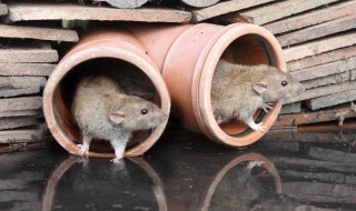 有关鼠的成语 有关鼠的成语和歇后语