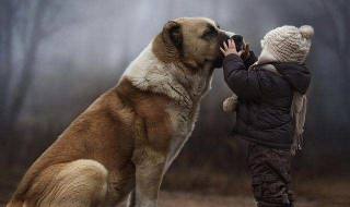 大型犬有哪些 大型犬有哪些狗