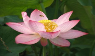 描写夏天荷花的诗句（描写夏天荷花的诗句有哪些）