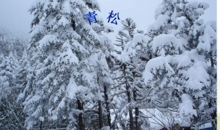 青松的诗句（古诗青松的诗句）