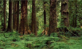 十年树木百年树人是谁说的 百年树人完整句