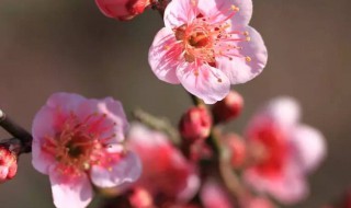 梅花是什么季节开放 梅花是什么季节开放的景象