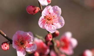 梅花的颜色及样子介绍 梅花的颜色特点形态