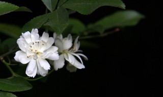 木香花的花期 木香花的花期为什么只有10天