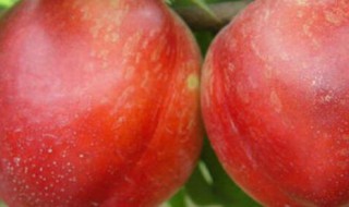 立夏红油桃介绍（夏至红油桃介绍）