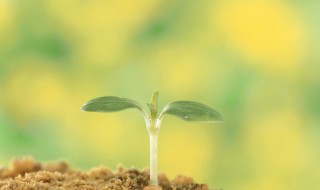 双子叶植物种子和单子叶植物的区别 双子叶植物种子和单子叶植物的区别图片