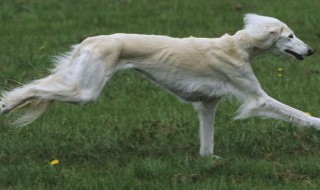 萨路基猎犬饲养方法（萨路基猎犬犬舍）