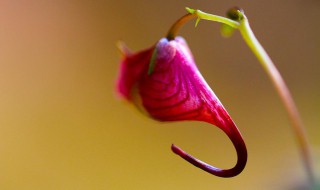 一缕是什么意思（青丝一缕是什么意思）