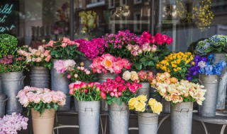 花的品种介绍大全（花的品种介绍大全及图片）