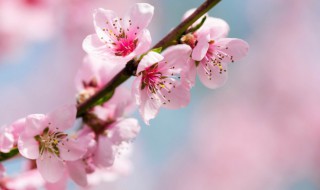 形容四月的诗句唯美（形容四月的诗句唯美古诗）