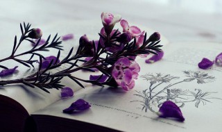 秋收的句子短句唯美 稻谷秋收的句子短句唯美