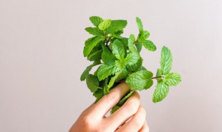 薄荷炒瘦肉的正确方法（薄荷炒瘦肉的正确方法窍门）