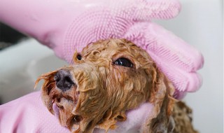 宠物用品清洗小窍门 宠物用品怎么消毒