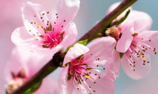 赞美桃花的诗句（赞美桃花的诗句有哪些）