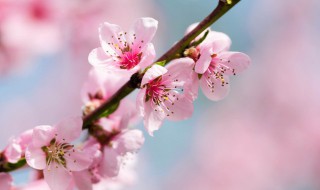 写桃花的诗句 写桃花的诗句古诗大全