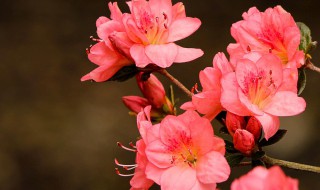 杜鹃花的诗句（关于杜鹃花的诗句）