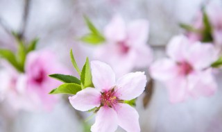 描写桃花的诗句古诗 描写桃花的诗句古诗四年级