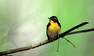 鸟的诗句（鸟的诗句古诗大全）