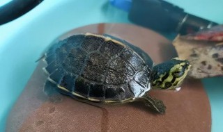 如何饲养乌龟（新手如何饲养乌龟）