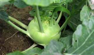 苤蓝读音 笸篮的读音是什么