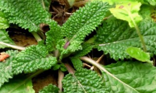 雪见草的功效作用（雪见草的功效作用与主治）