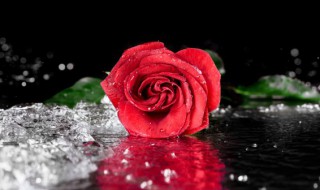 玫瑰的读音（玫瑰的读音正确发音）