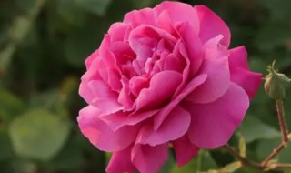 天津的市花是什么花 天津的市花是什么花啊图片为什么?市树啊图片?