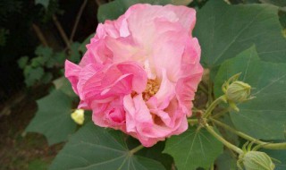 芙蓉花可以吃 芙蓉花可以吃不