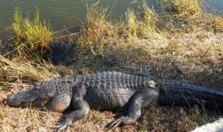 鳄鱼多少温度会冻死（鳄鱼多少温度会冻死了）