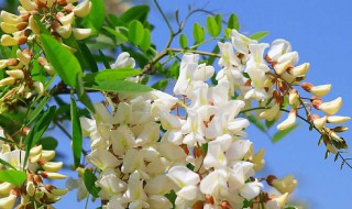 槐树叶子像什么 槐树叶子像什么样子