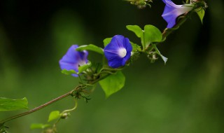 牵牛花藤可以吃吗（牵牛花藤可以吃吗图片）