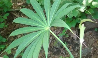 天南星可以吃吗（天南星能不能吃）