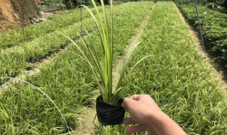 石菖蒲的功效与作用及禁忌（石菖蒲的功效与作用及禁忌、副作用）