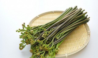 哪种蕨菜不能吃(哪种蕨菜不能吃图片)