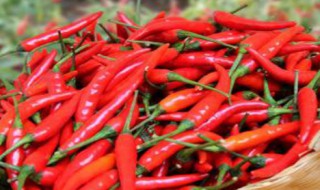 小米椒的食用方法和禁忌（小米椒的吃法大全）