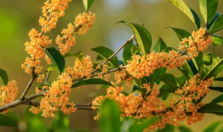 桂花树第一年能不能施肥（桂花树第一年能不能施肥呢）