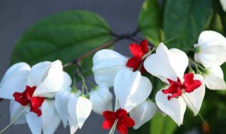 龙吐珠的花语和寓意(龙吐珠花有什么寓意)