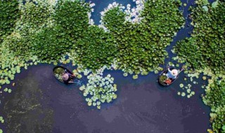 浮萍怎么清除（浮萍怎么清除好）